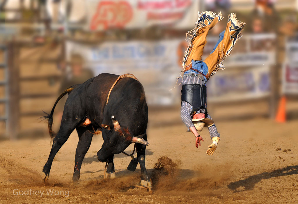 Crazy Bull.jpg