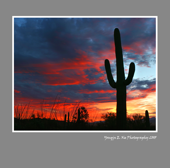 Saguaro_Sunset_4041-Framed.jpg