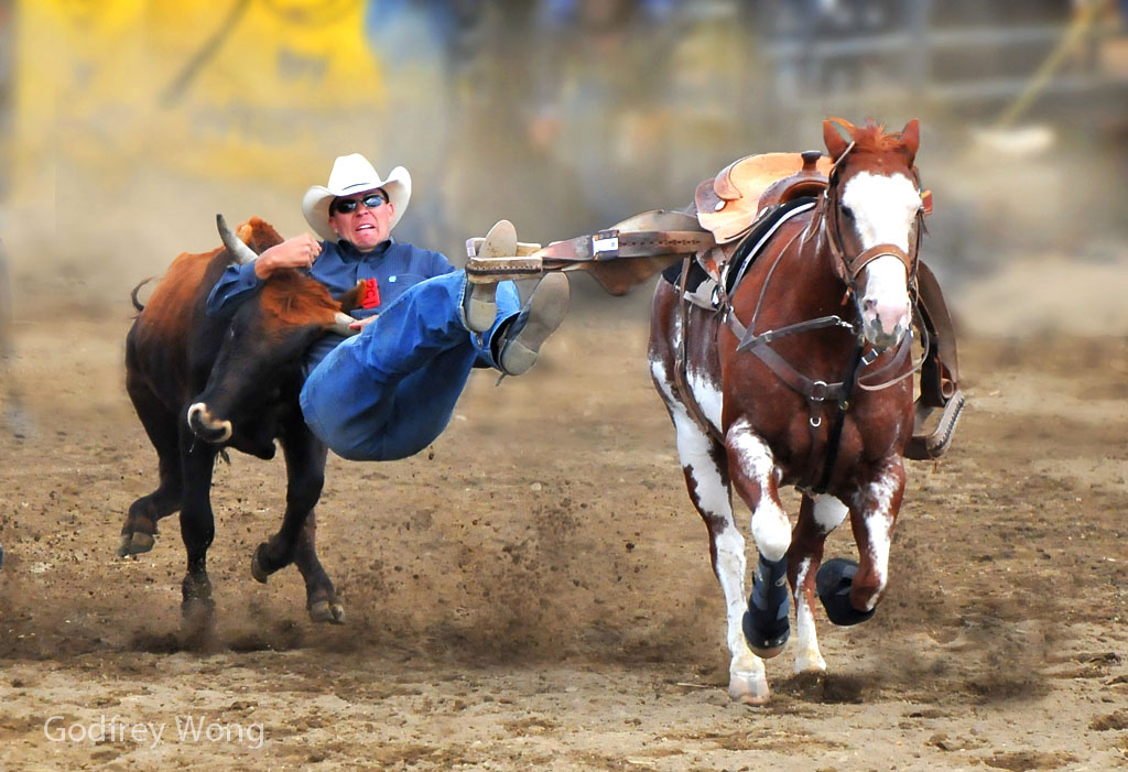 Steer Wrestling 3.jpg