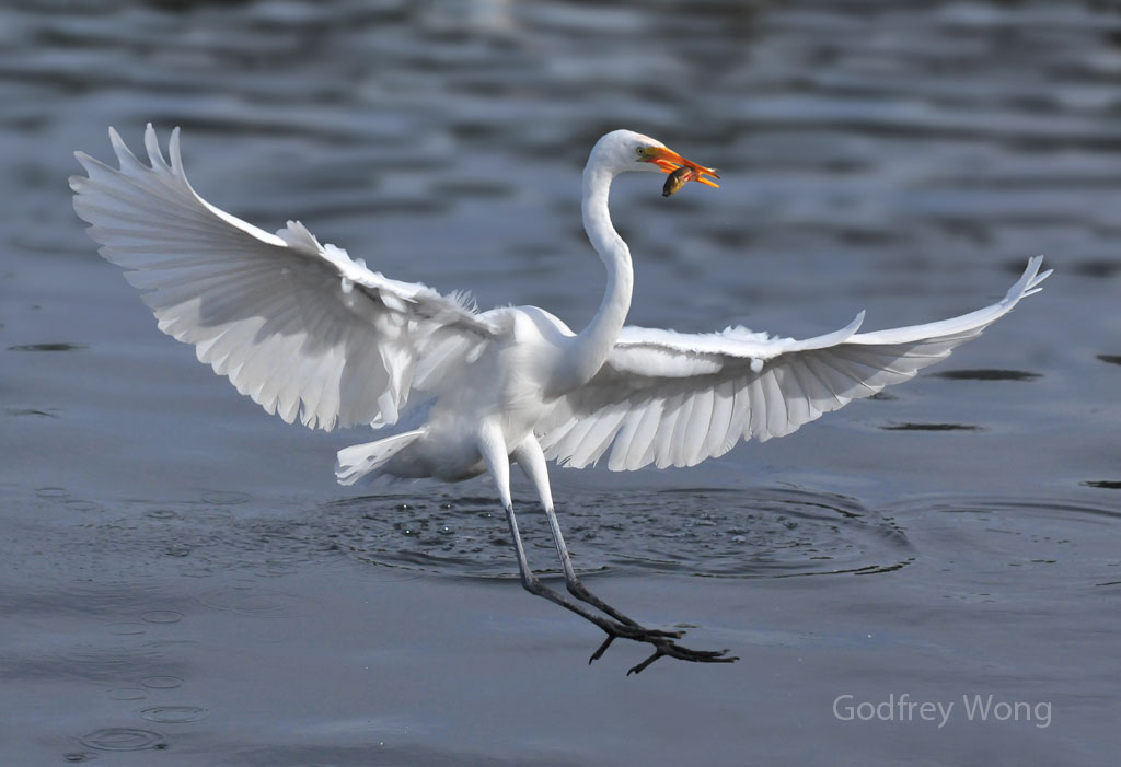 Snowy Egret with fish.jpg