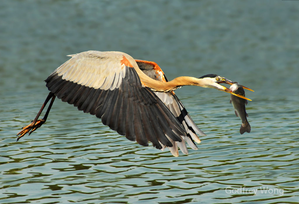 Heron with Fish.jpg