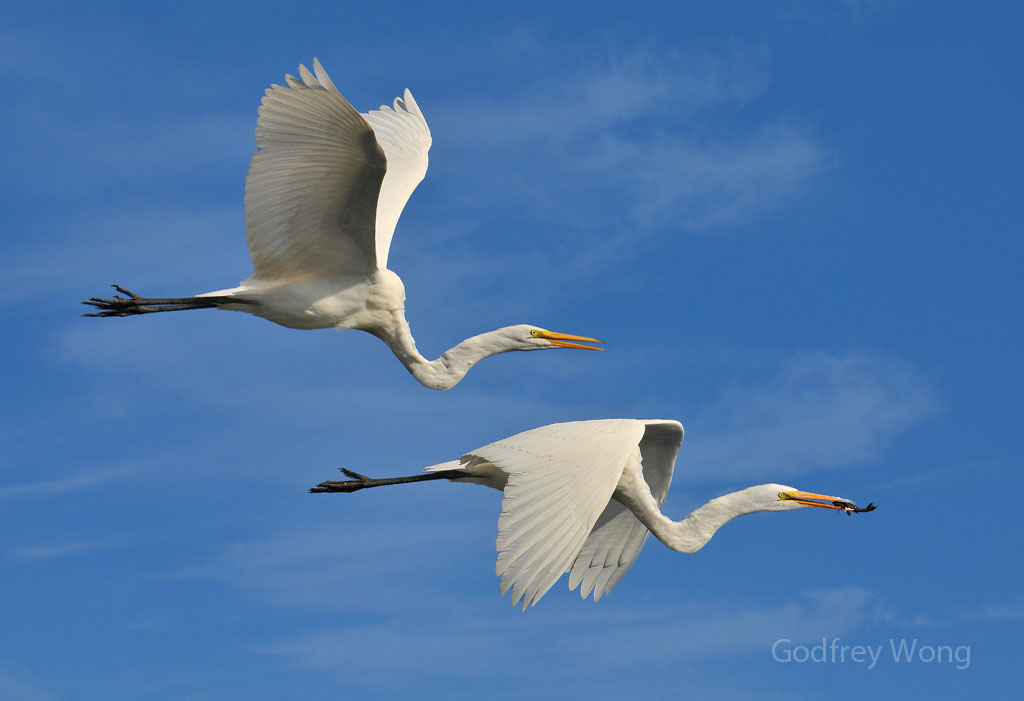 Flying Egrets With Fish.jpg