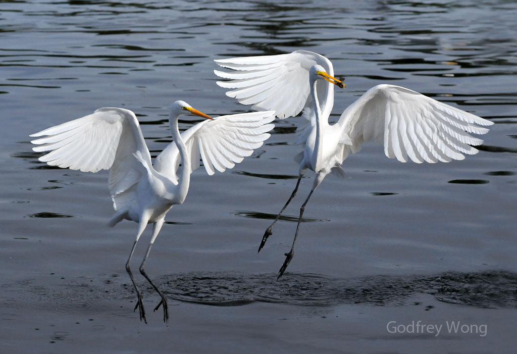 Snowy Egrets.jpg
