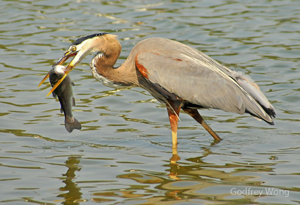 Heron With Fish 5.jpg