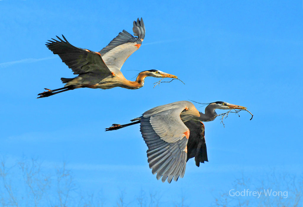 Herons With Sticks.jpg