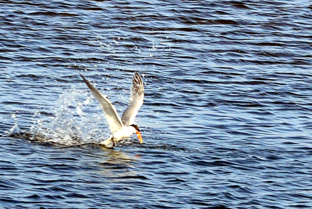 wetland-CSC_0819.jpg