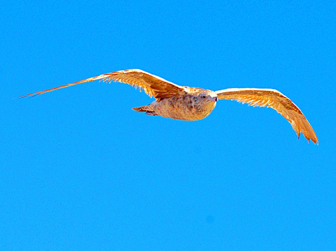 wetland-DSC_0667.jpg