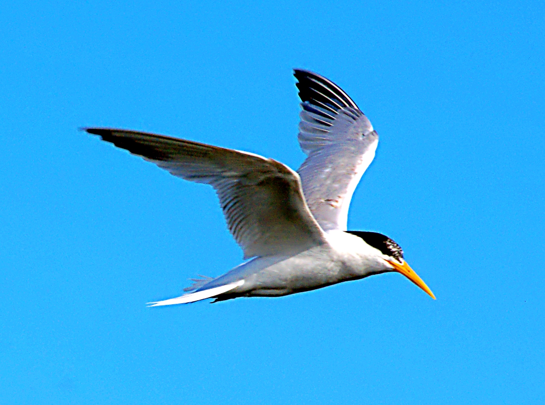 wetland-DSC_0733.jpg