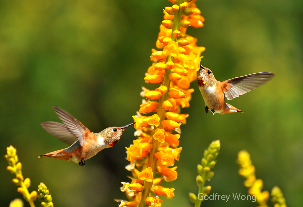 Hummingbird3 copy.jpg