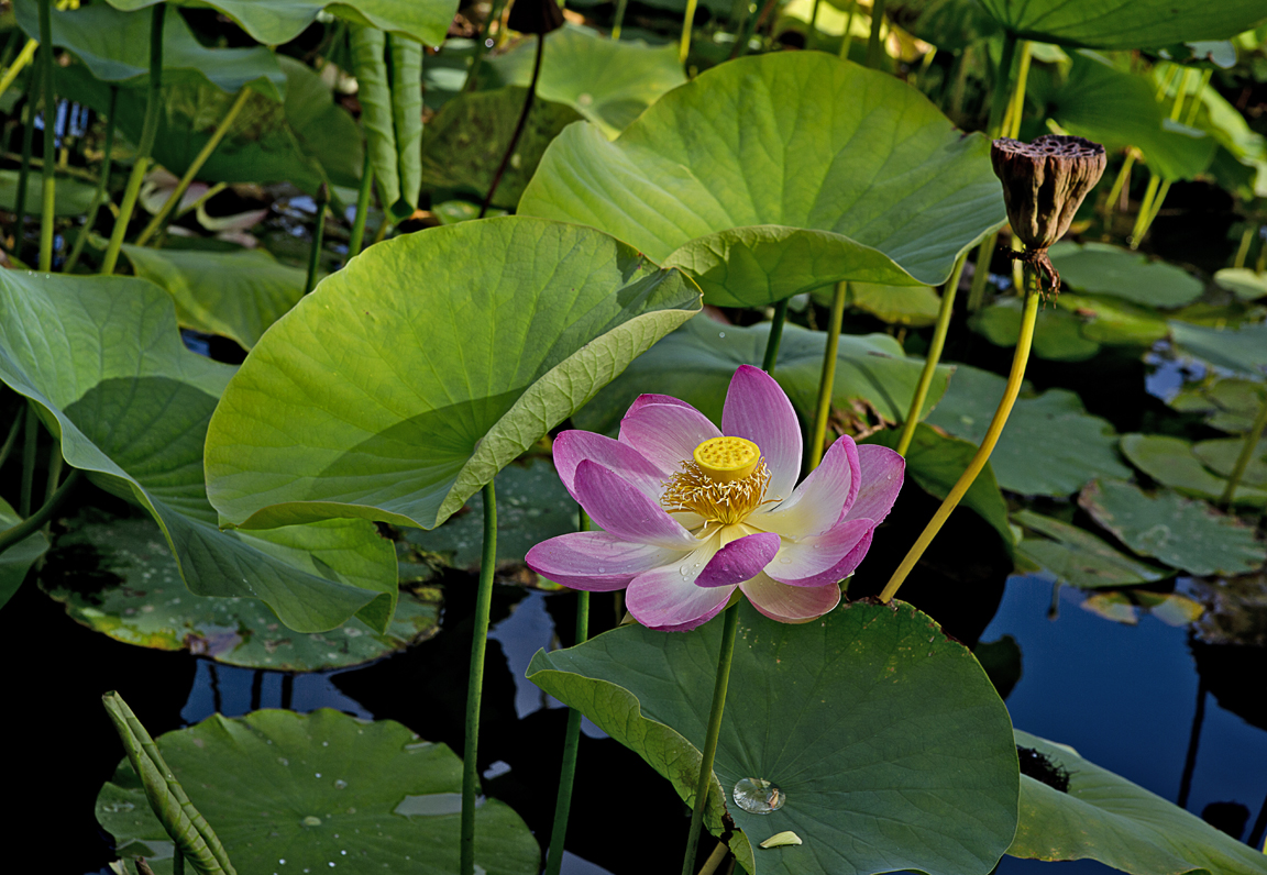 Lotus-4-eml.jpg