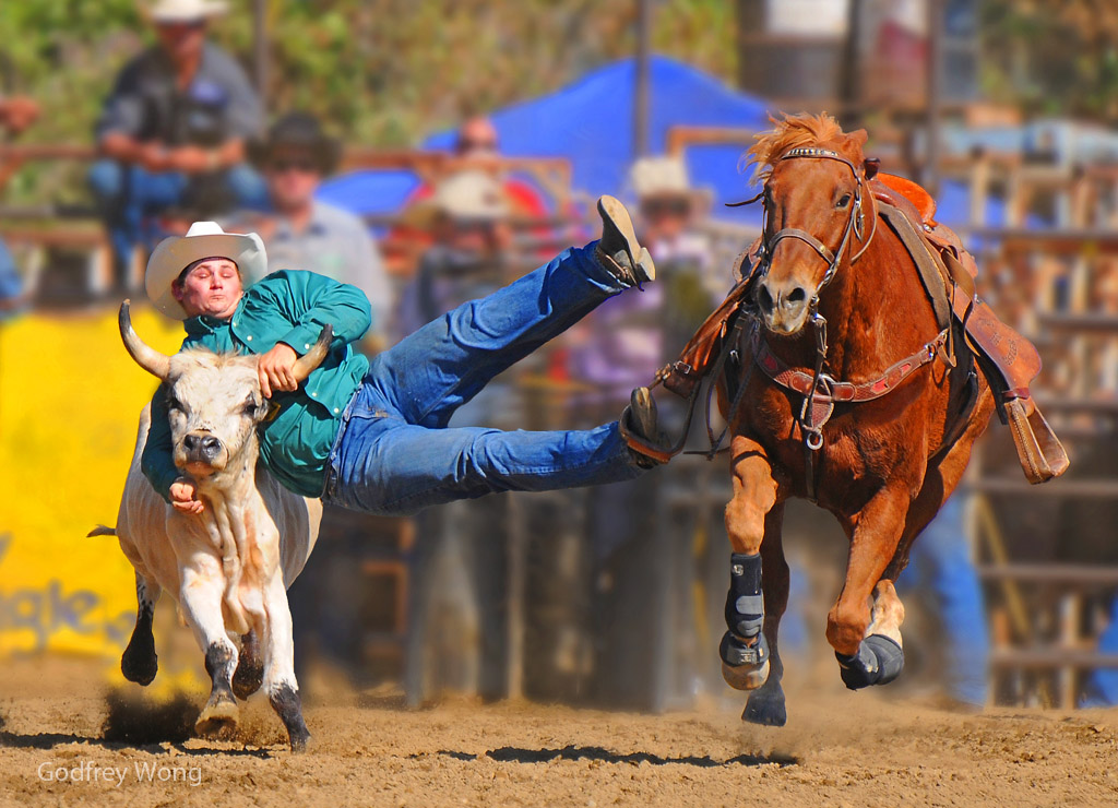 Steer Wrestling 36.jpg