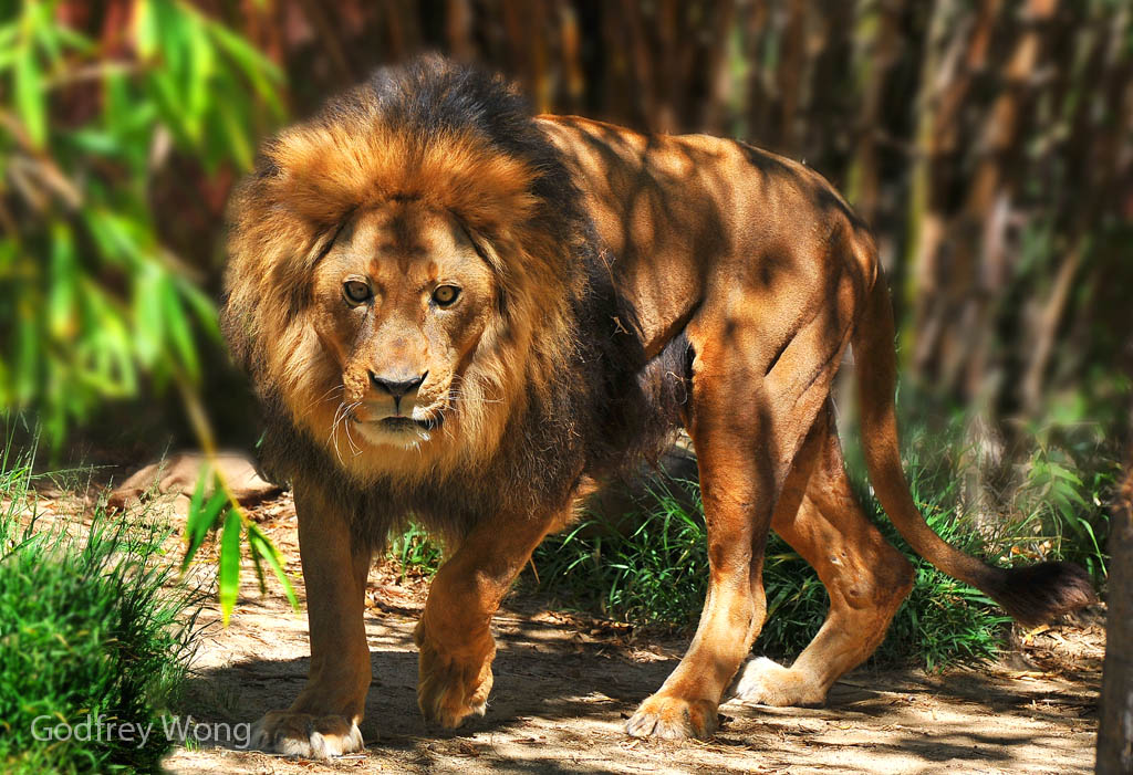 Lion..jpg