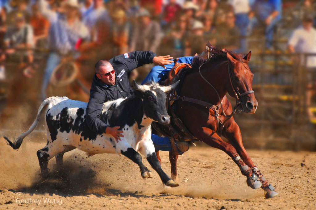 Steer Wrestling 5.jpg