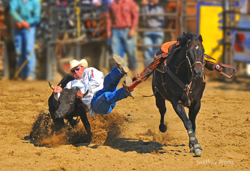 Steer Wrestling 42.jpg