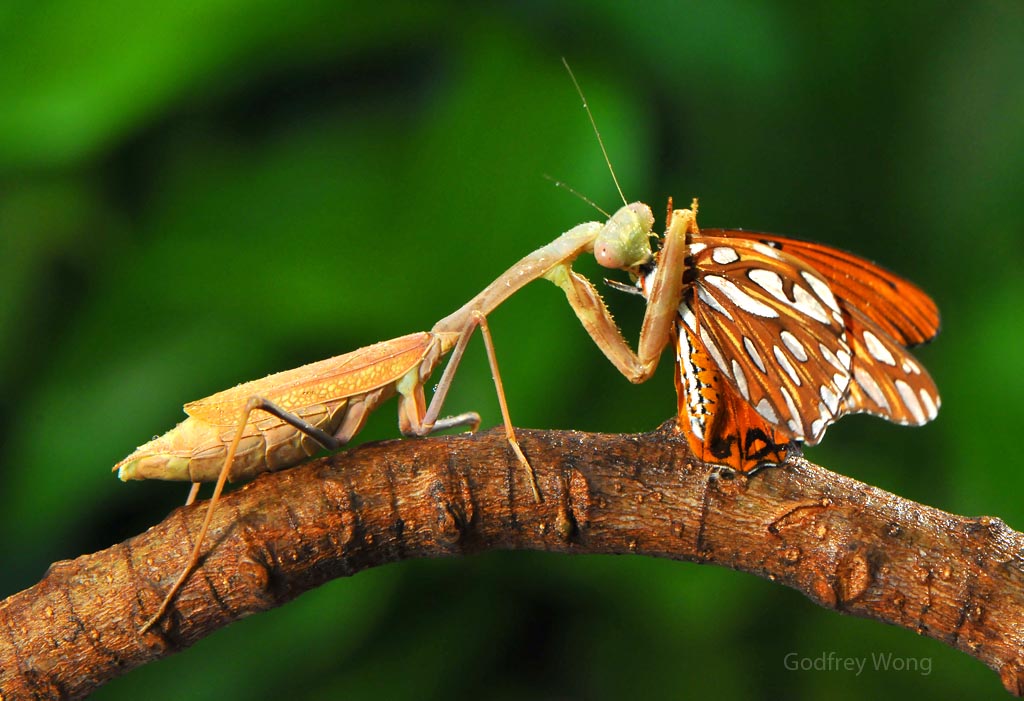Golden Mantis 4.jpg