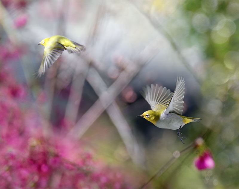 台灣美鳥，驚豔國際～宋宜璋 #808  小綠紛飛- selected - elite large.jpg