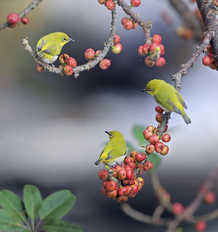 台灣美鳥，驚豔國際～宋宜璋 #689 小綠三玩 - selected great - elite large - 121203-2.jpg