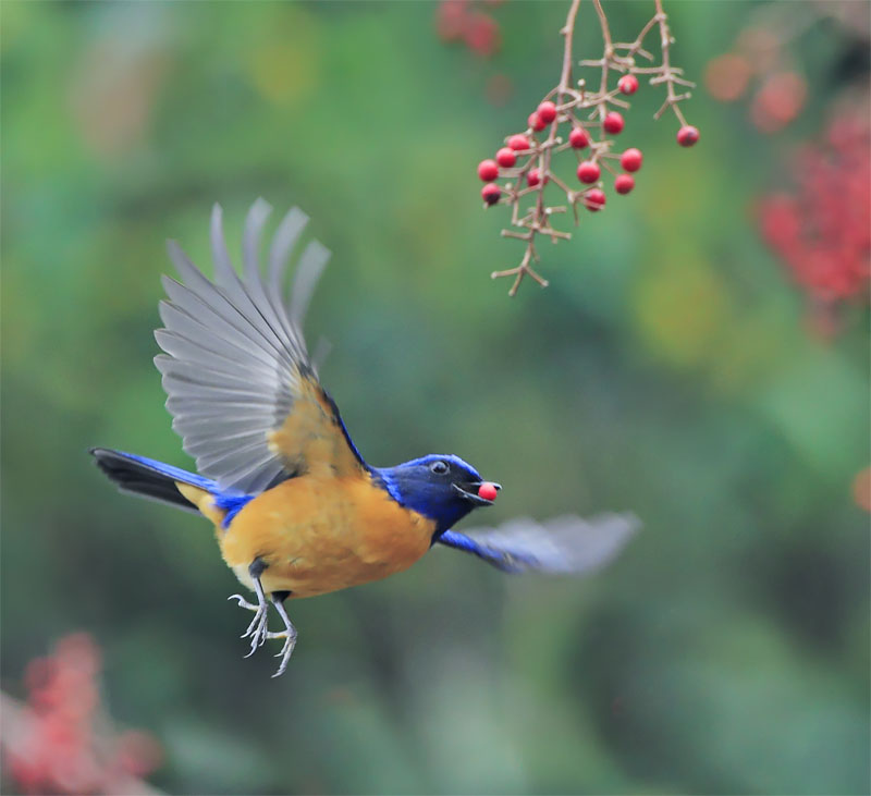 台灣美鳥，驚豔國際～宋宜璋  #636 黃腹歡翔 --- selected - elite large.jpg