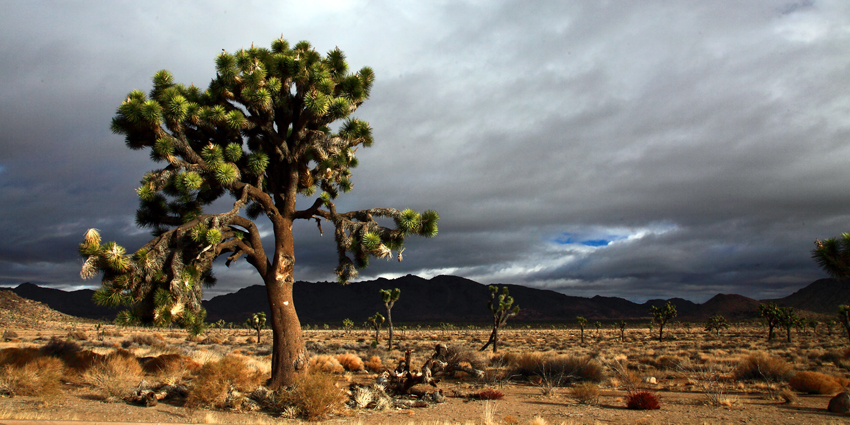 2012-12-15a-Joshua Tree-008s.jpg