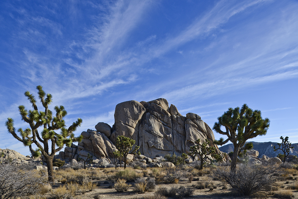 Joshua Tree Photo 1.jpg