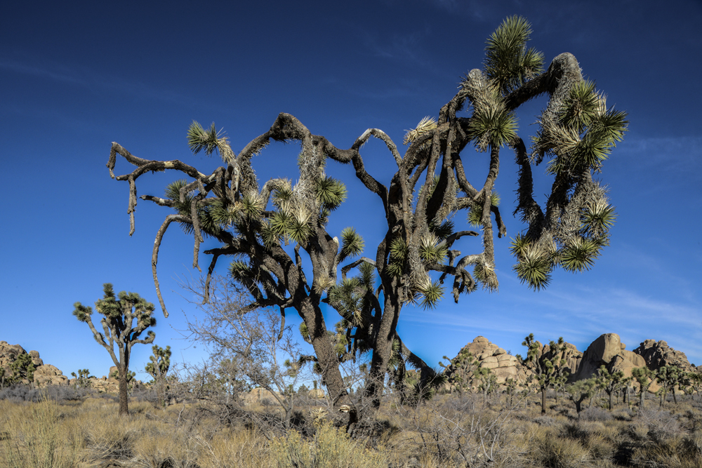 Joshua Tree Rock 4.jpg