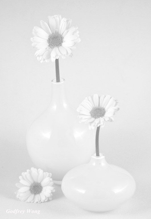 Daisies 5.jpg