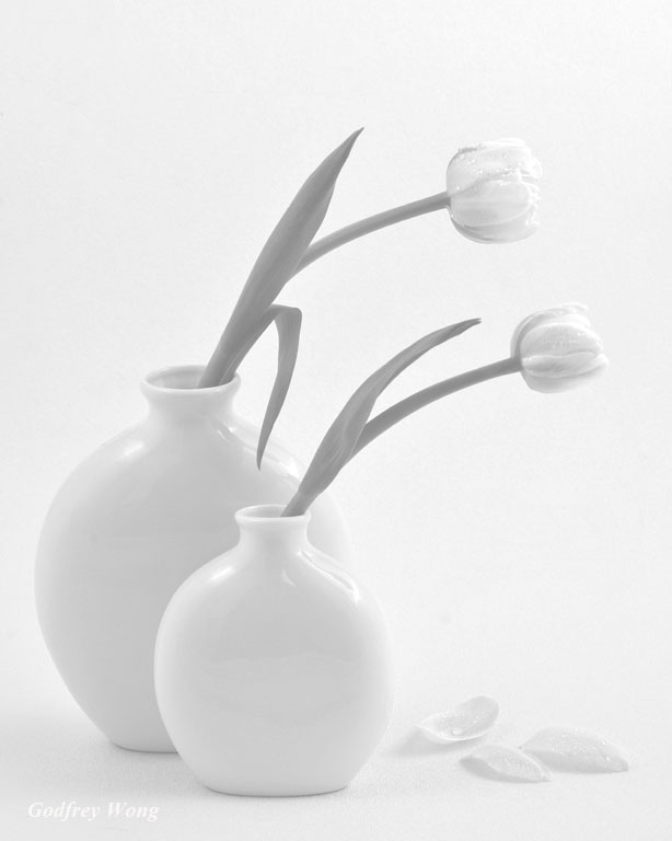 White Tulips.jpg