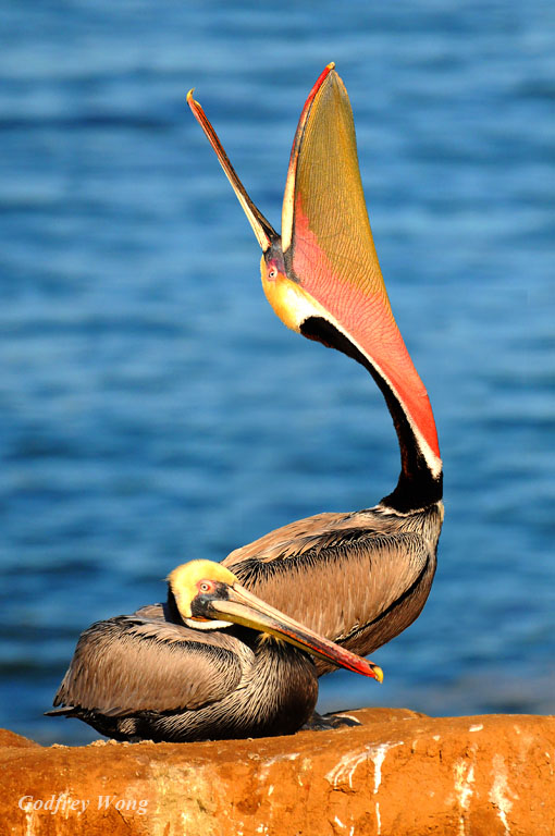 Pelicans at La Jolla 5.jpg