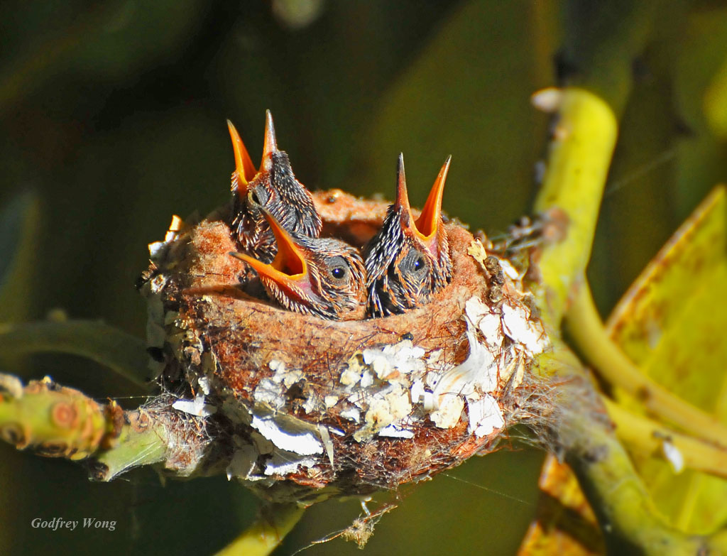 Hummingbird Nest.jpg