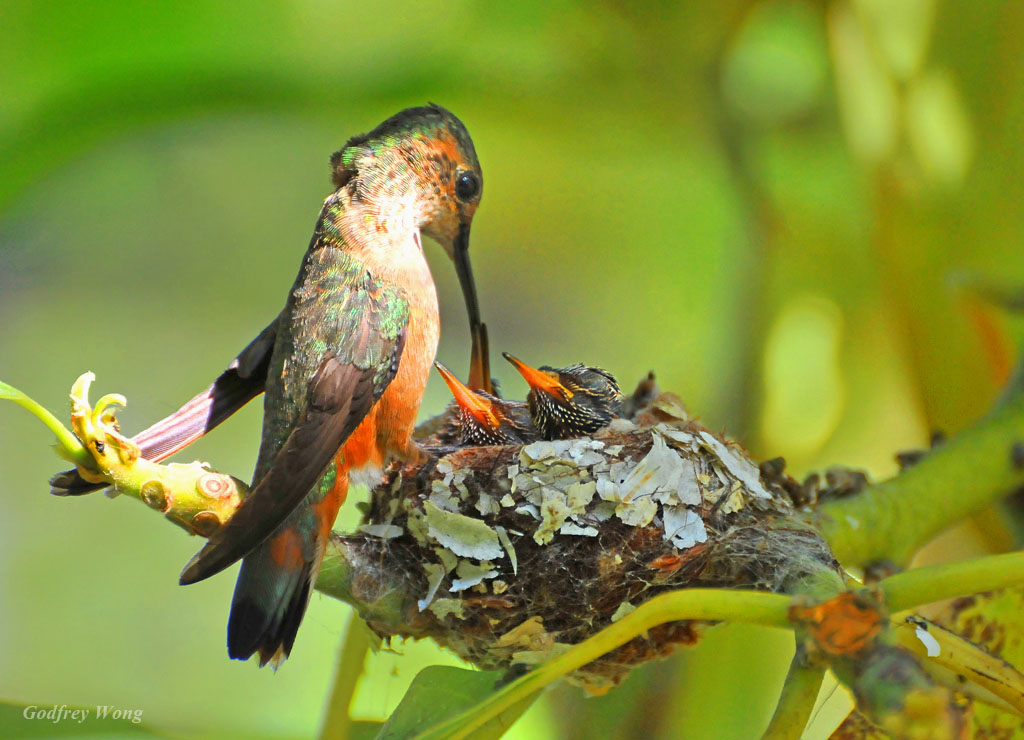 Hummingbirds Feeding 2.jpg