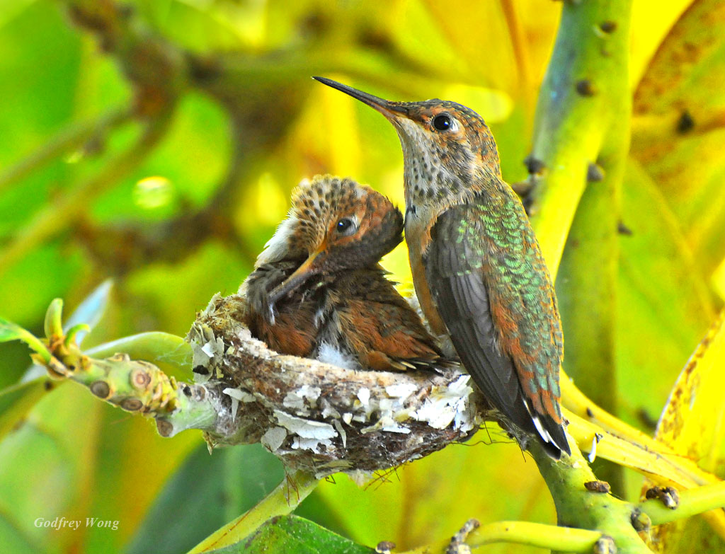 Hummingbird Nest 3.jpg