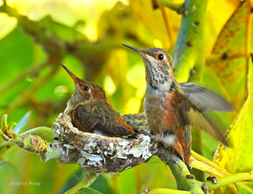 Hummingbird Nest 4.jpg