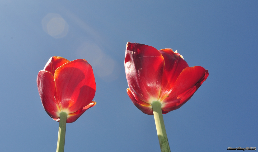 Tulip Garden DSC_0005.jpg