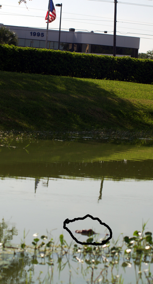 alligator DSC_1473.jpg