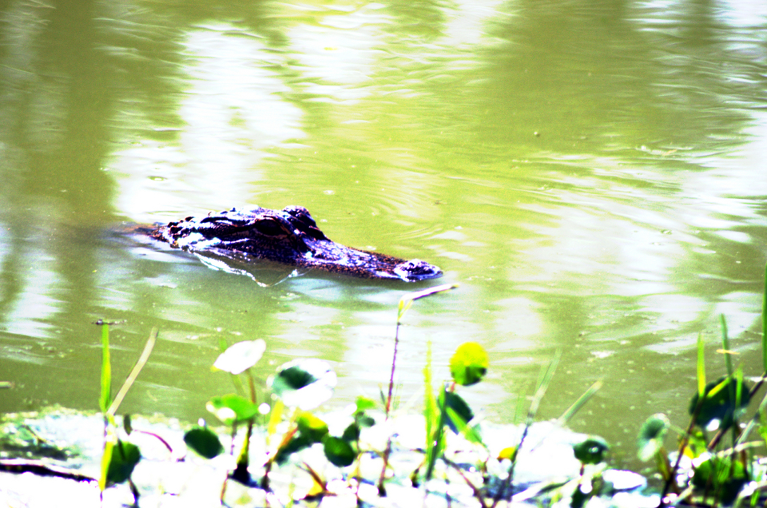 Aligator DSC_1463.jpg