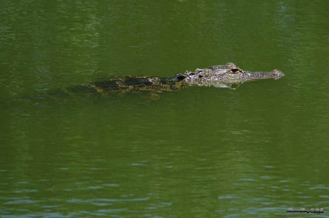 Aligator DSC_1545.jpg