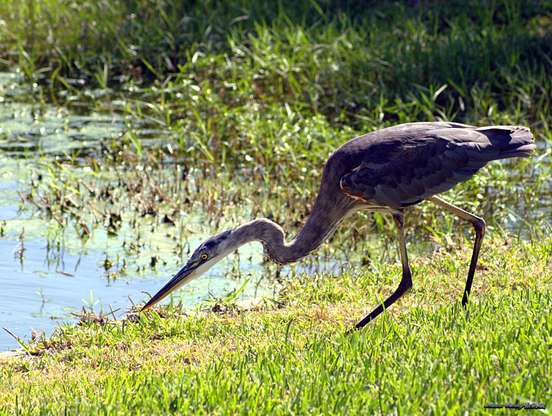 Florida DSC_1607.jpg