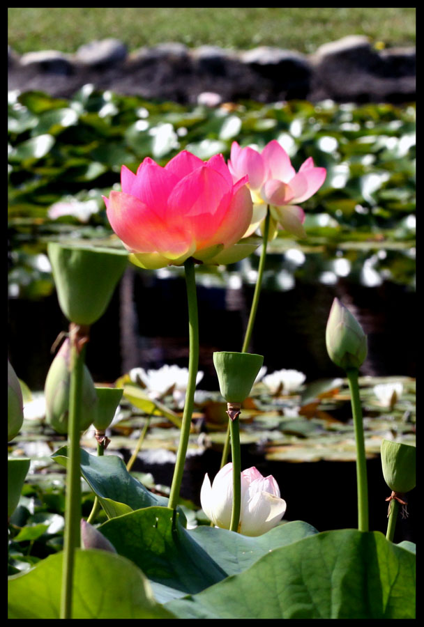 lotus 17.jpg