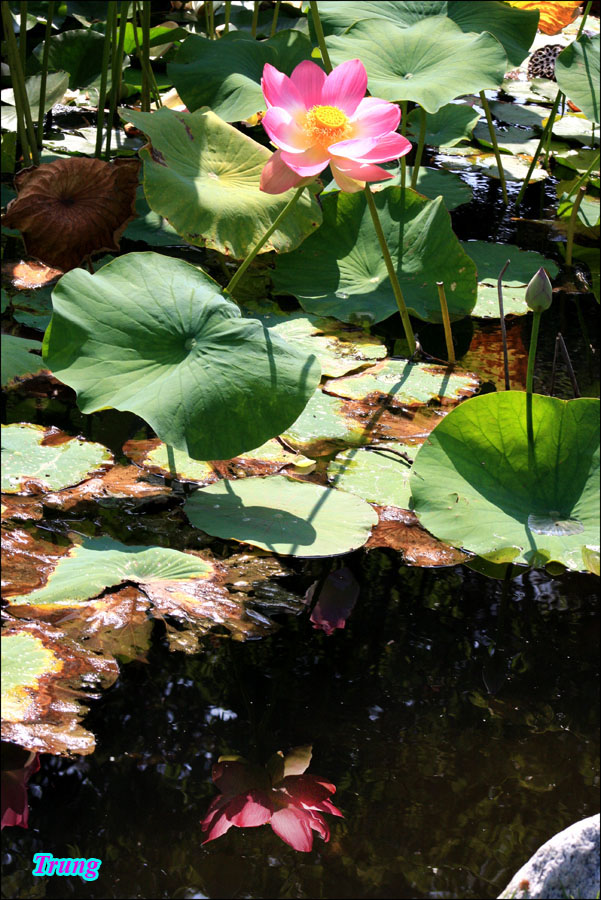 lotus 30.jpg