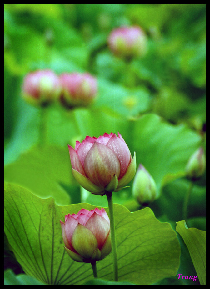 lotus 34.jpg