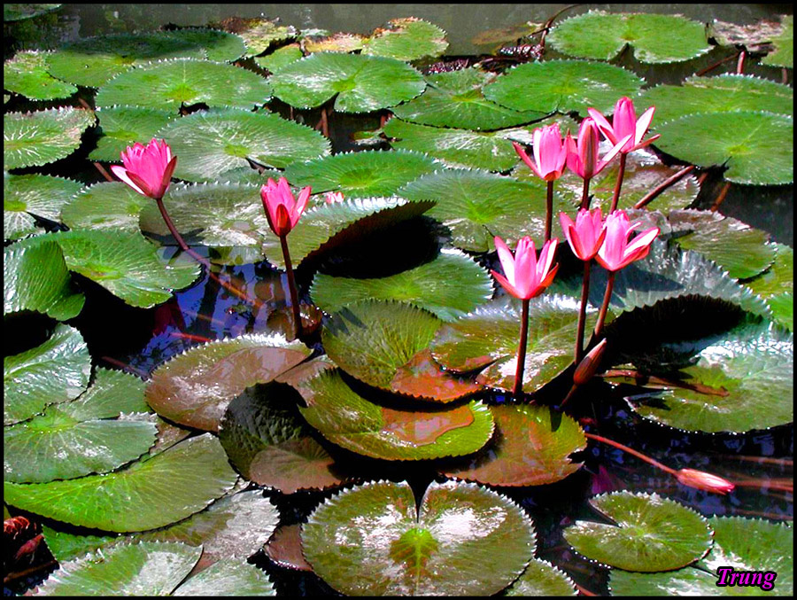 lotus 39.jpg