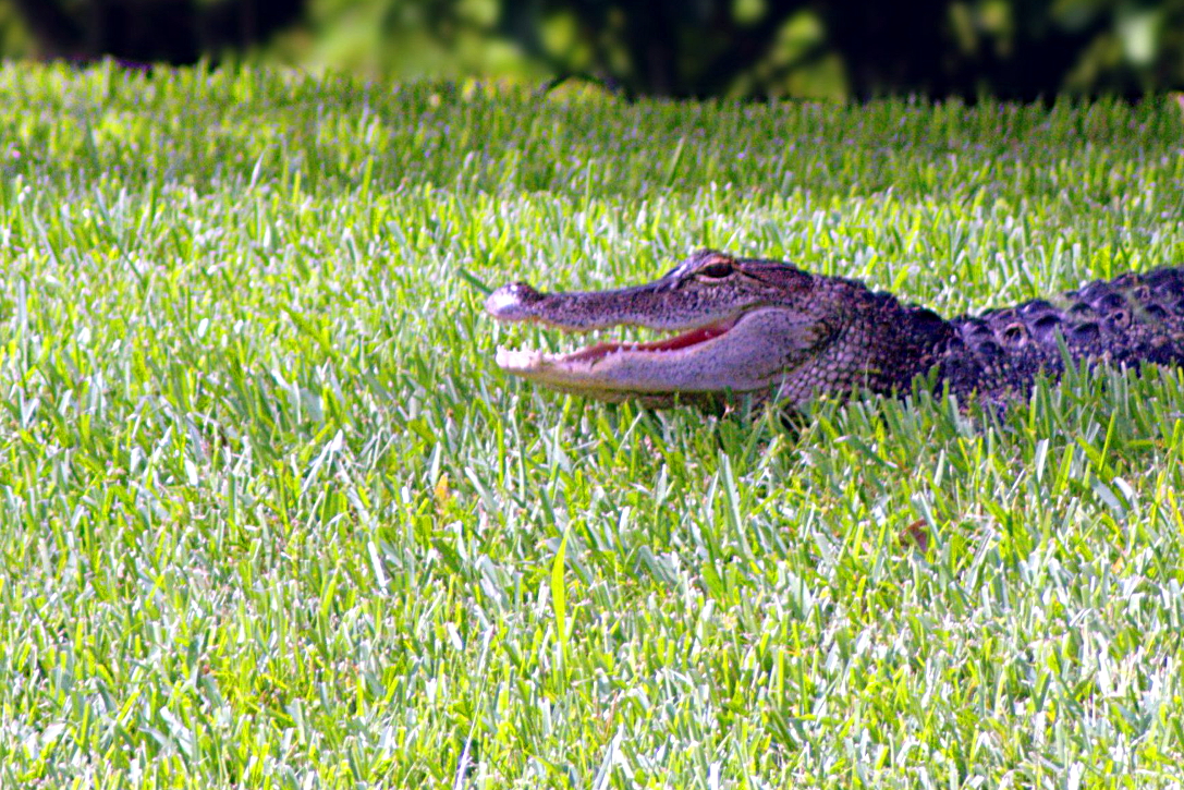 Aligator DSC_2171.jpg