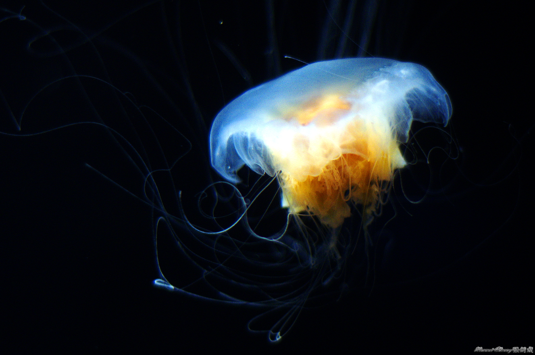 Jelly Fish DSC_3246.jpg