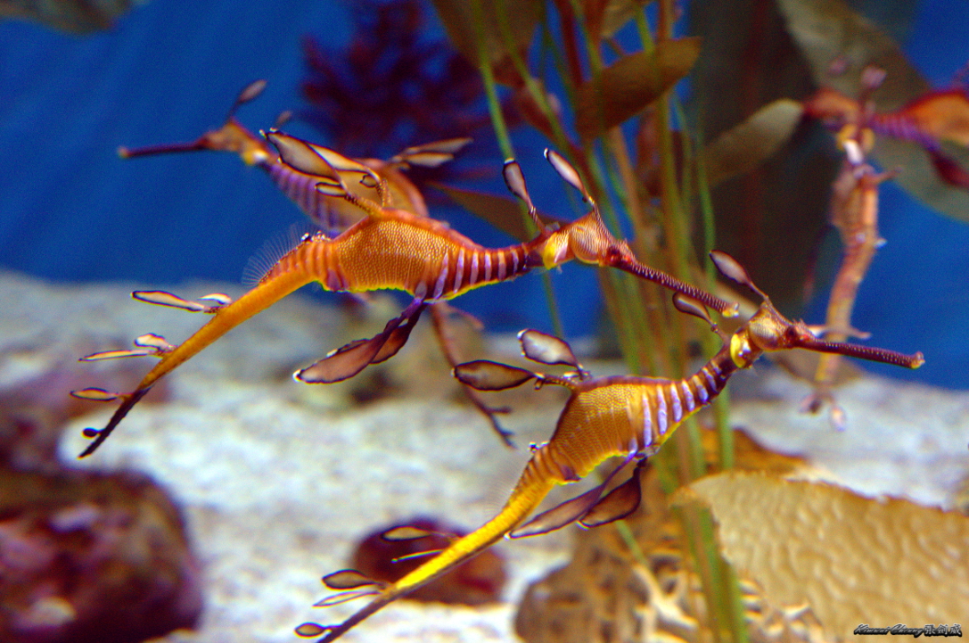 Sea Dragon DSC_3304.jpg