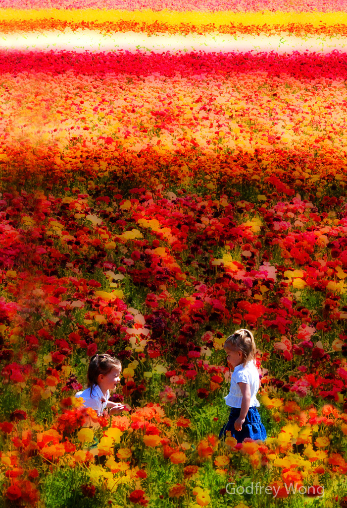 Flower Field.jpg