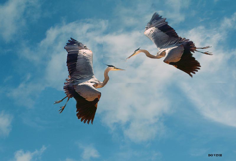 HERONS.jpg