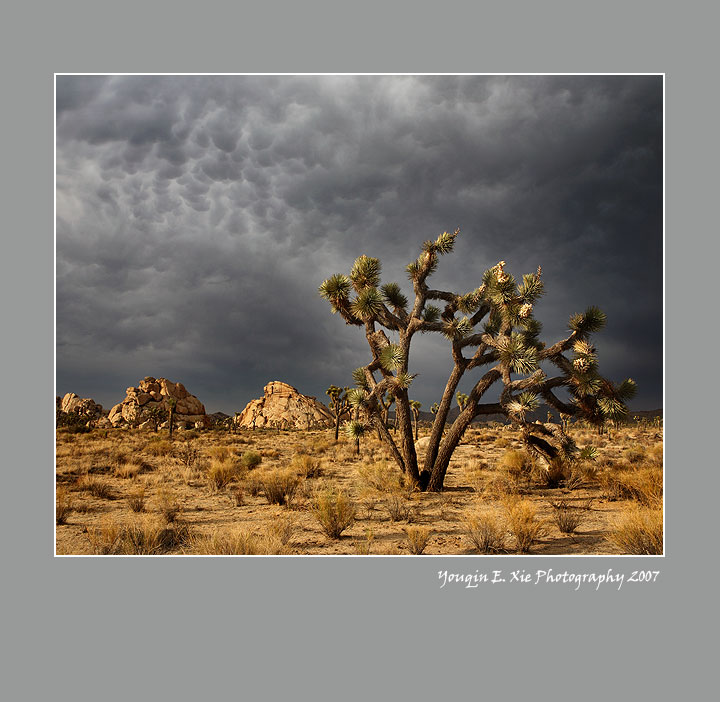 Joshua-072007-G.jpg