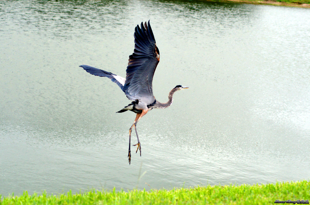 Florida Aligator Neighbour DSC_7334.jpg