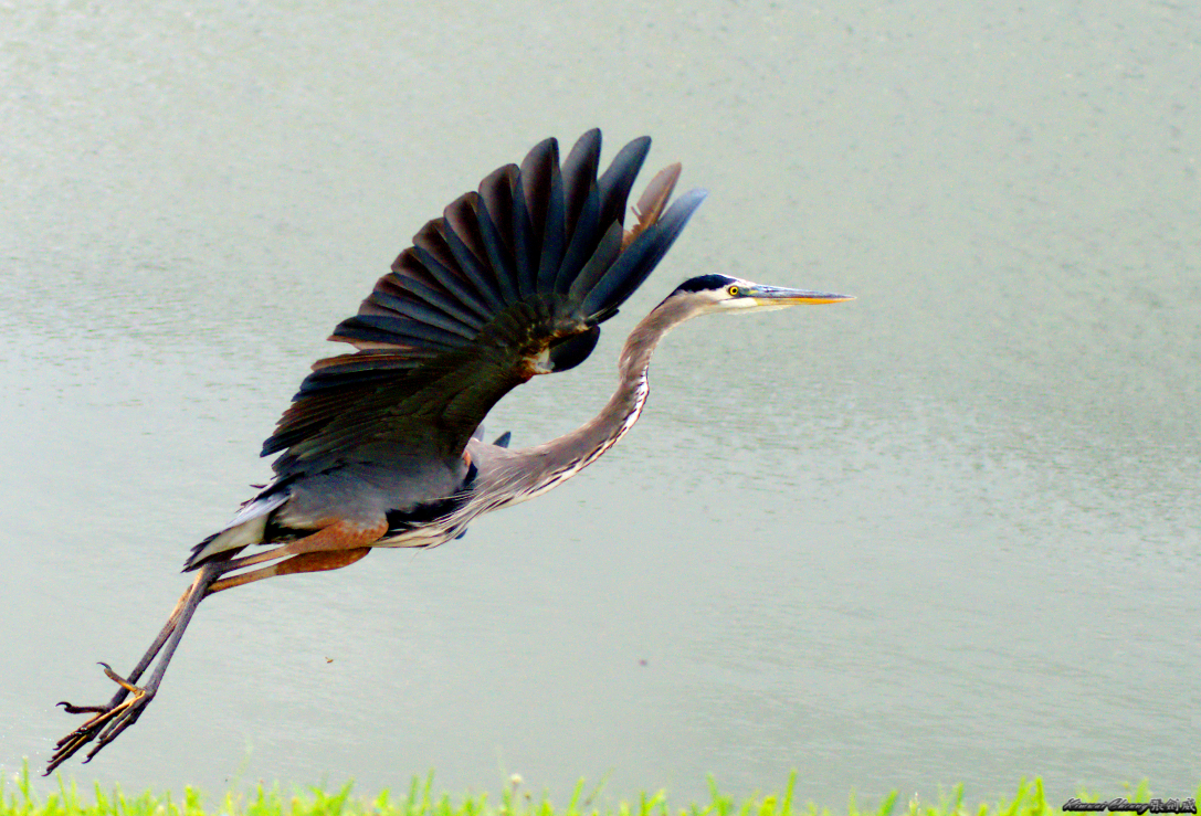 Florida Crane DSC_7331.jpg