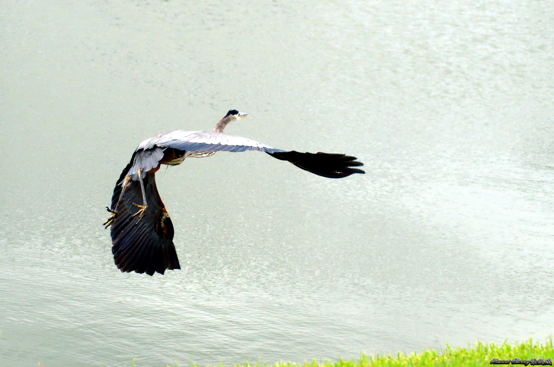 Florida Aligator Neighbour DSC_7335.jpg